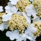 'Viburnum' Summer Snowflake Flower (with centers open)