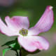 Flowering Dogwood Tree Flowers (Bracts)