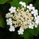 'Viburnum' American CranberryFlower