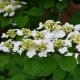'Viburnum' Summer Snowflake Branch