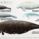 black and white diagram showcasing the dugongs and manatees - different sizes types and shapes