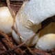 Here is a Yellow Stinkhorn sprouting from its suberumpent, or partially buried, eggs.