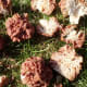 Gyromitra caroliniana or False Morel is a zombie lover's delight. They look just like brains with their folds, creases, lobes, and air pockets.