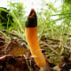Small and thin with a dark tip, this fungus is known as the Dog Stinkhorn.