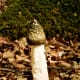 Ma Nature outdid herself with the sheer variety of stinkhorns. The Common Stinkhorn is the best known of the species. You usually smell it before you see it.