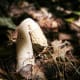 The stinkhorn is known for its foul odor, the purpose of which is to attract flies that will spread its spores. It's all about survival, spreading the seed, repopulation.