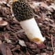 This Dune Stinkhorn prefers sandy soils. Its fruiting body lasts a mere one to two days.
