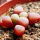Baby's toes are native the the hot, sandy soils of Namibia and South Africa. Often, only two inches of the plant peek through the soil.