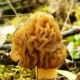 Verpa bohemica is called the Early False Morel. It has brain-like convolutions and in susceptible people causes gastrointestinal upset and neuromuscular problems (or worse).