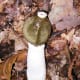 The Ravenel's Stinkhorn is widespread in eastern North America.