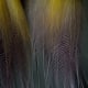 Feathers