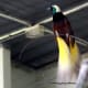 colourful--birds-of-paradise