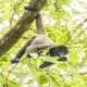 the-amazon-river-life-blood-of-the-rainforest