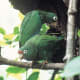 A pair of Puerto Rican parrots.