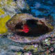 the-amazon-river-life-blood-of-the-rainforest