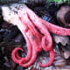 The Devil's Fingers fungus is edible but extremely foul tasting. The suberumpent eggs taste like radishes. Are you seriously that hungry?
