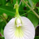 The Clitoria ternatea is more commonly known as the Butterfly Pea. The flowering plant grows on a vine, is indigenous to Asia, and comes in white and bright blue varieties.