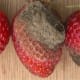 The Grey mold or Botrytis cinerea infection on Strawberry.