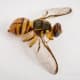 The Chinese citrus fly