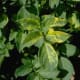 The Mosaic Virus