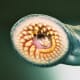 facts-about-whale-parasites