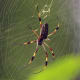 Aranha orbelha de seda dourada (Nephila clavipes) fêmea, Jamaica. Estas aranhas têm geralmente três polegadas de largura.