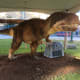 A less foreshortened view of the juvenile between animations