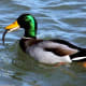 do-ducks-eat-fish