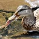do-ducks-eat-fish
