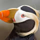 Tufted Puffin