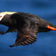 Tufted Puffin in flight
