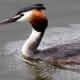 Great Crested Grebe