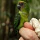 Pygmy Parrot