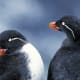 Parakeet Auklets