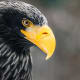 Steller's Sea Eagle