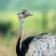 Greater Rhea