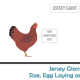 Size comparison to New Hampshire Red Chicken