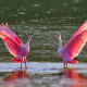 Male Roseate Spoonbill aggression