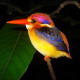 Oriental Dwarf Kingfisher