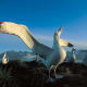 Wandering Albatross flock