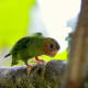 Pygmy Parrot