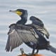 Great Cormorant