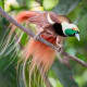Male Raggiana Bird-Of-Paradise
