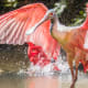 Roseate Spoonbill