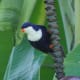 Blue Lorikeet