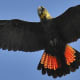 Glossy Black Cockatoo wingspan