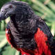 Pesquet's Parrot