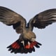 Glossy Black Cockatoo in flight