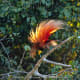 Raggiana Bird-Of-Paradise