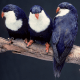 Blue Lorikeets